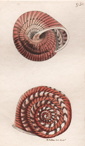 950 Snake-skin Snail